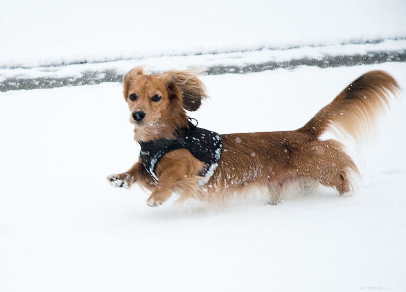 Expert Guide to Dog Paw Care: The Benefits of Regular Pedicures