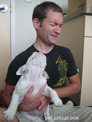 Effective Ways to Tackle Your Dog’s Bad Breath