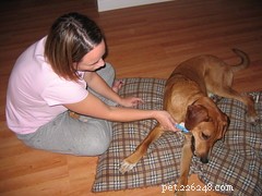 Effective Ways to Tackle Your Dog’s Bad Breath