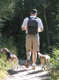 Safe Home Remedies to Treat Minor Pet Ailments