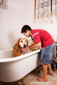 Safe Home Remedies to Treat Minor Pet Ailments