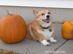 Safe Home Remedies to Treat Minor Pet Ailments