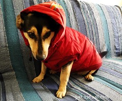 How to Keep Your Pet Warm: A Guide to Winter Gear for Dogs
