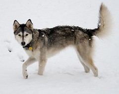 How to Keep Your Pet Warm: A Guide to Winter Gear for Dogs