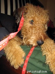 How to Keep Your Pet Warm: A Guide to Winter Gear for Dogs
