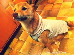 How to Keep Your Pet Warm: A Guide to Winter Gear for Dogs