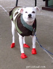 How to Keep Your Pet Warm: A Guide to Winter Gear for Dogs