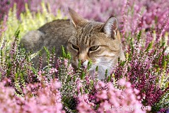 Understanding Breast Cancer in Pets: Risks, Symptoms, and Care