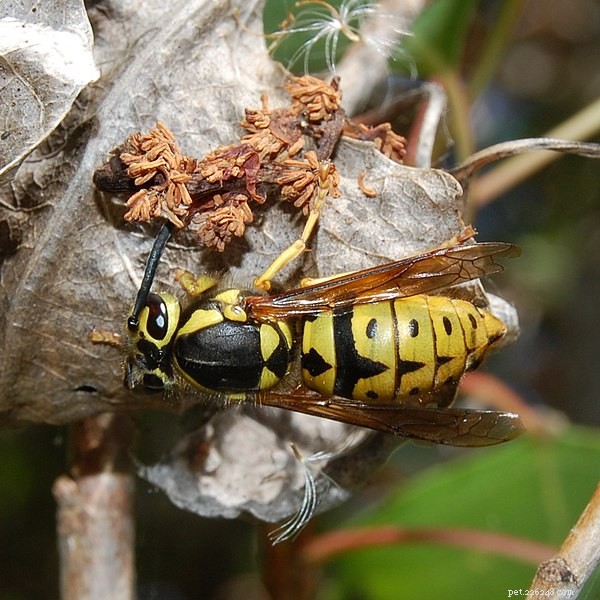 How to Identify and Treat Bee Stings in Pets: A Quick Guide