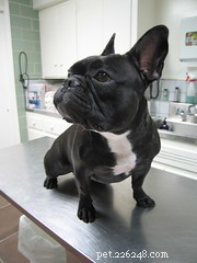 Reevaluating Pet Vaccinations: Do Your Furry Friends Really Need Them?