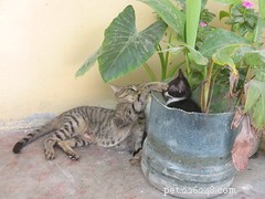 Balancing Pets and Plants: Tips for a Harmonious Home