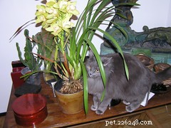 Balancing Pets and Plants: Tips for a Harmonious Home