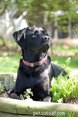 Balancing Pets and Plants: Tips for a Harmonious Home