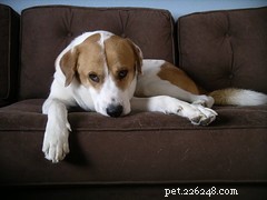 Managing Pet Hair and Shedding: Practical Tips for a Cleaner Home