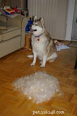 Managing Pet Hair and Shedding: Practical Tips for a Cleaner Home