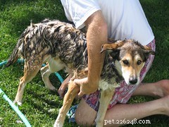 Managing Pet Hair and Shedding: Practical Tips for a Cleaner Home