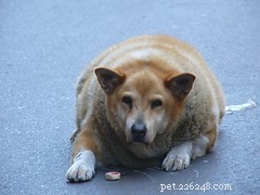 Combating Pet Obesity: A Veterinary Guide to Healthy Weight Management
