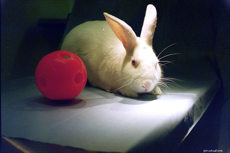 How a Calm Home Boosts Cat and Rabbit Health and Well‑Being