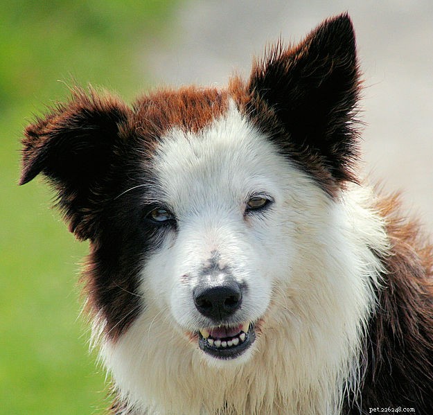 Border Collie Identifies 1,022 Objects, Demonstrating Advanced Cognitive Skills