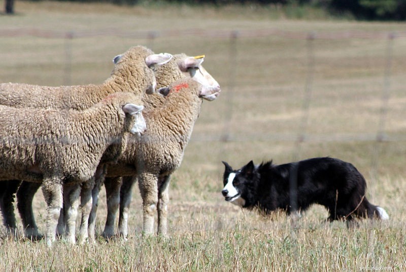 Border Collie Identifies 1,022 Objects, Demonstrating Advanced Cognitive Skills