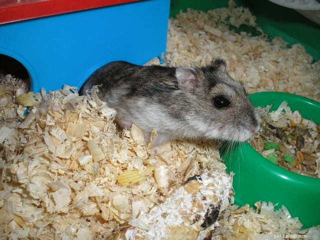 Choosing the Ideal Bedding for Your Small Pet: A Practical Guide