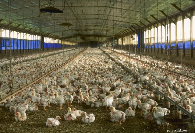 Join the Fight for Animal Welfare: Take Action Today