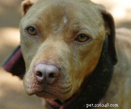 Join the Fight for Animal Welfare: Take Action Today