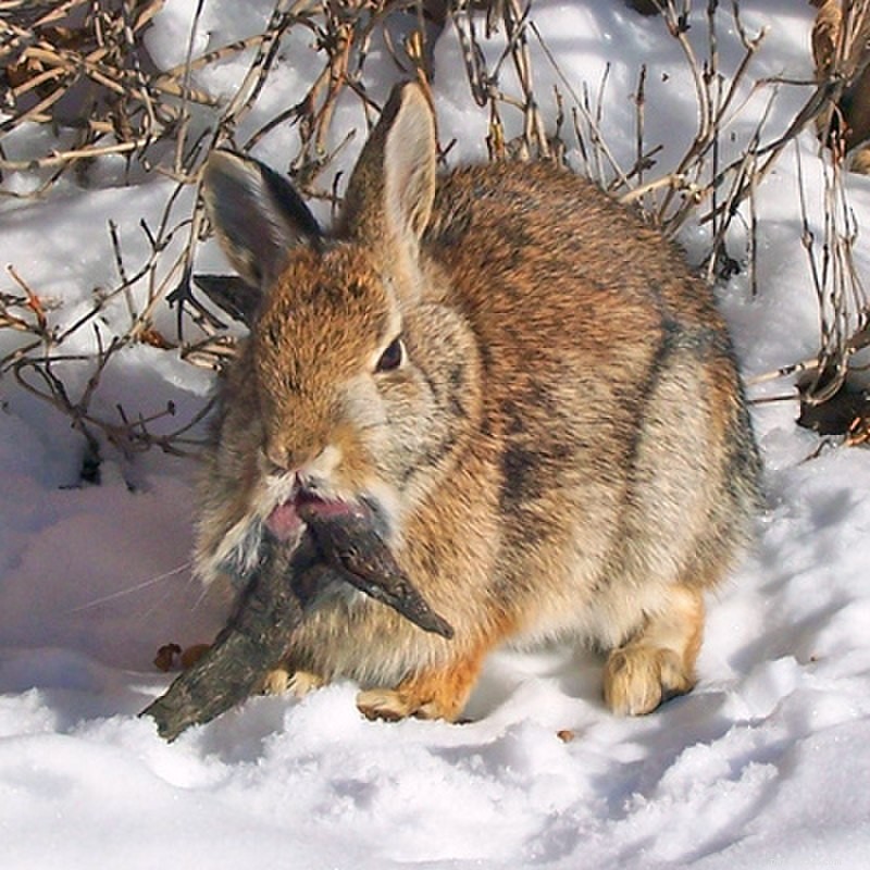 The Jackalope: Legendary Rabbit‑Antelope Hybrid of the American Southwest