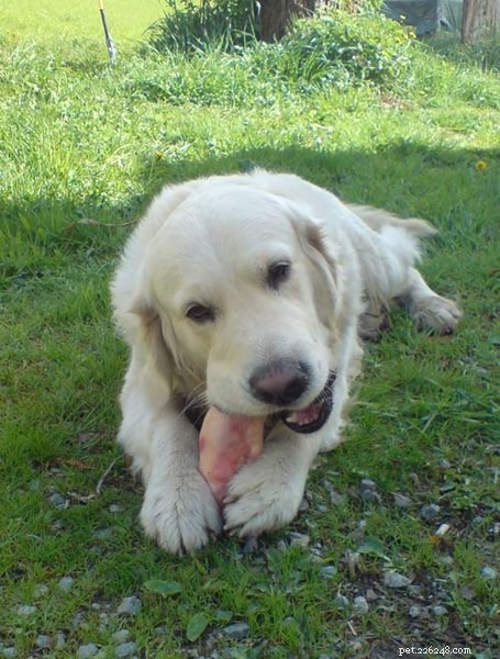 Homemade Pet Nutrition: Why DIY Meals Benefit Your Dogs (and Your Wallet)