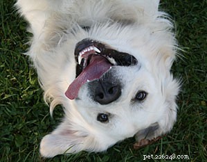 Doggie Diet Series: Part 1 – Decoding Pet Food Labels for Optimal Health