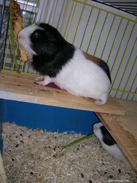 Debunking Common Small Animal Myths: Fact vs. Fiction – Part 2