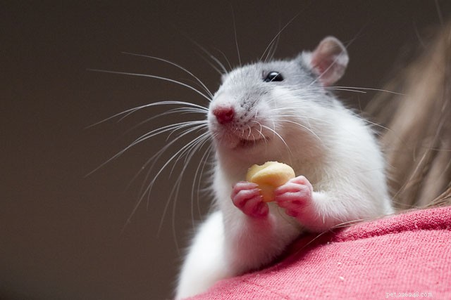 Debunking Common Small Animal Myths: Fact vs. Fiction – Part 2