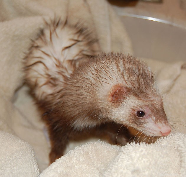 Expert Guide: Debunking Common Small Animal Myths – Part 1