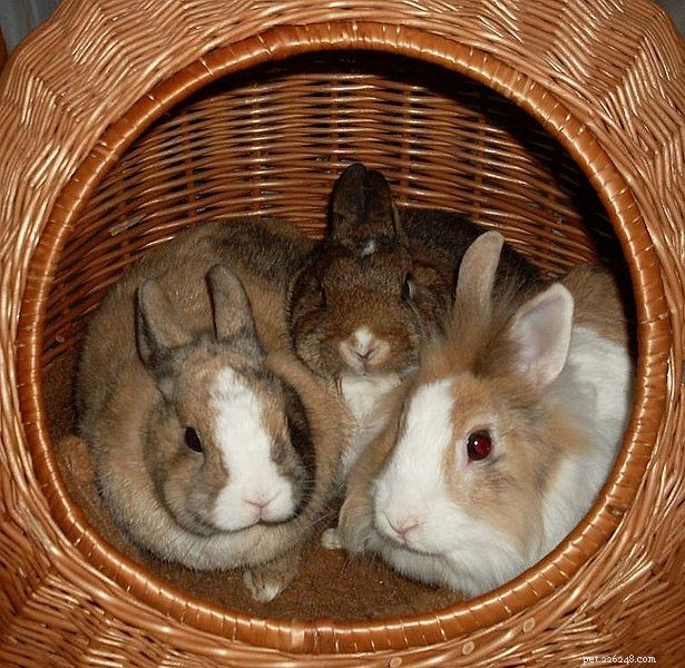 Expert Guide: Debunking Common Small Animal Myths – Part 1