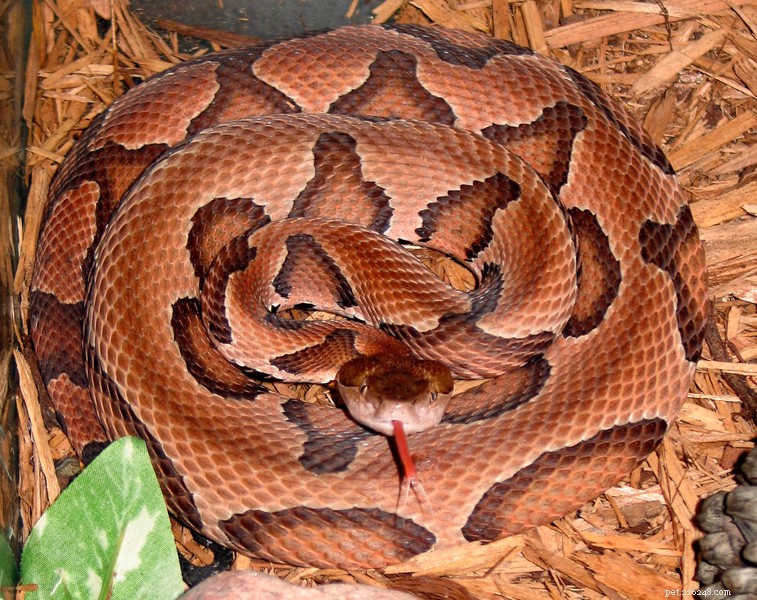 Barks & Bites: Protecting Pets from North American Venomous Snakes