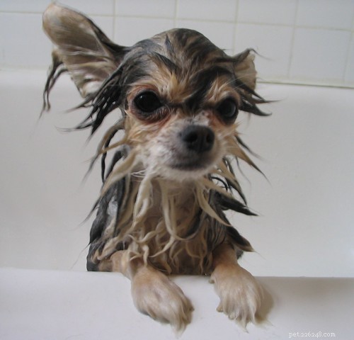 Caution with Flea & Tick Treatments: Protect Your Pet Safely