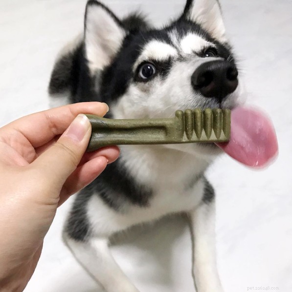 Dog Dental Health: Proven Maintenance & Care Strategies