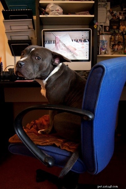 Managing Your Dog’s Separation Anxiety When You Return to Work