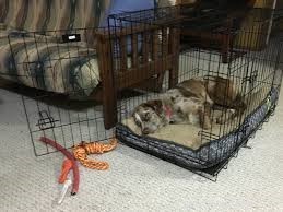 Managing Your Dog’s Separation Anxiety When You Return to Work
