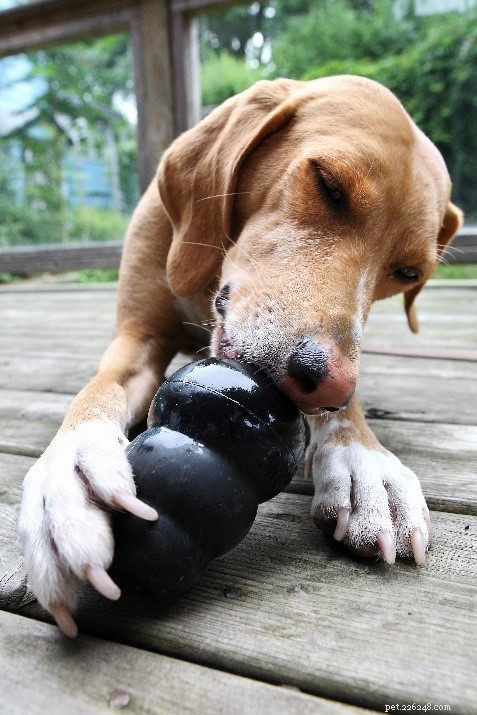 Managing Your Dog’s Separation Anxiety When You Return to Work