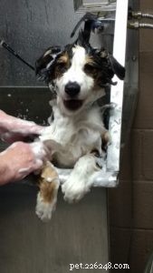 When to Groom Your Puppy: Expert Tips for a Stress‑Free First Grooming