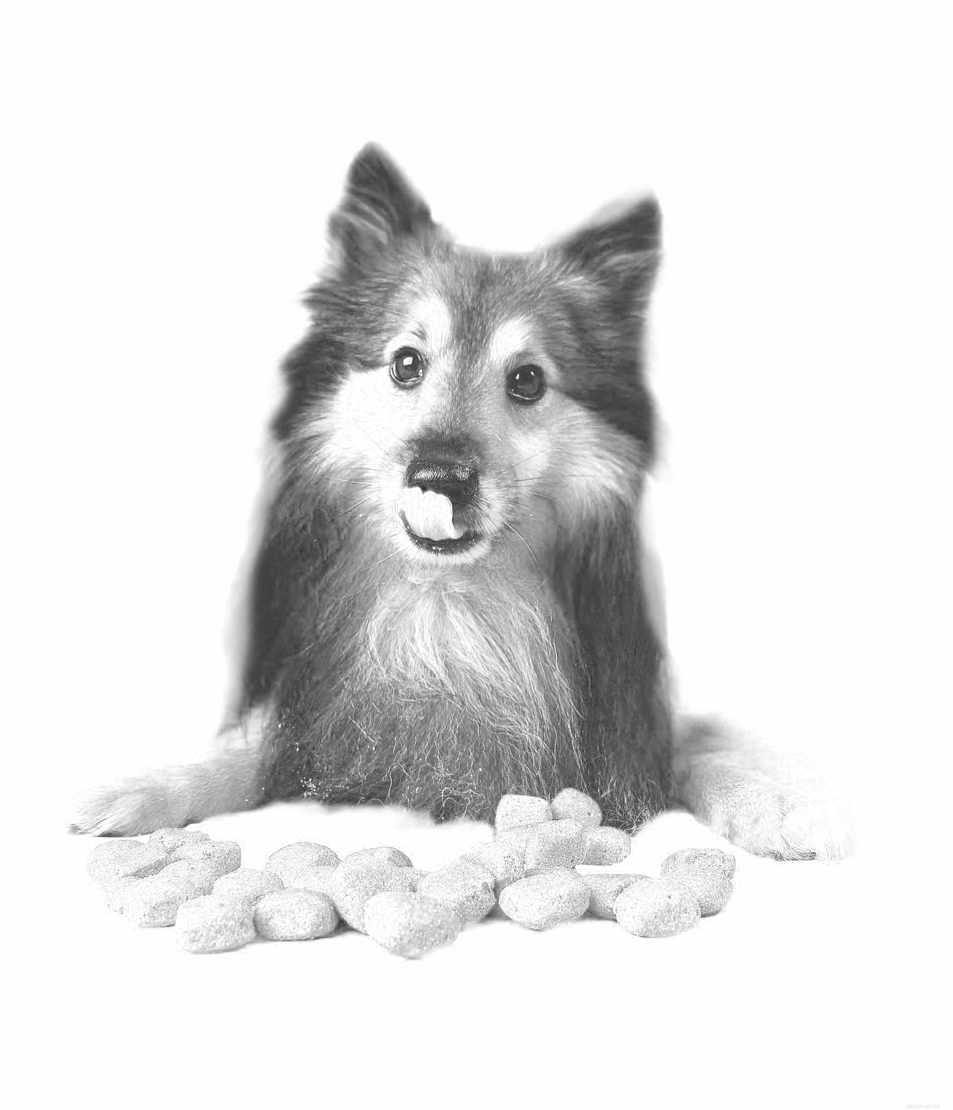 14 Safe Human Foods for Your Dog: A Trusted Guide
