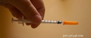 Preventing Diabetes in Cats: Lessons Learned from My Own Mistakes
