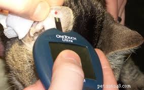 Preventing Diabetes in Cats: Lessons Learned from My Own Mistakes