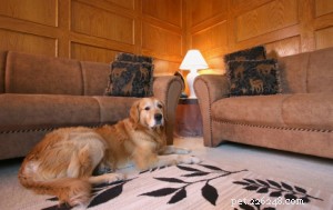 8 Proven Indoor Workouts to Keep Your Dog Fit & Happy