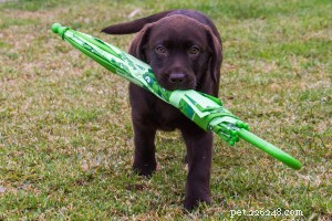 7 Little-Known Dog Facts Every Owner Should Know