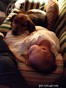 Safely Introducing Your Dog to a Newborn: Expert Tips & Step‑by‑Step Guidance