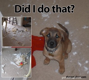 5 Trade-Offs You Make When Becoming a Pet Parent
