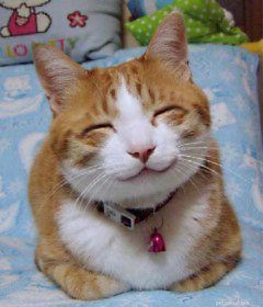 Decoding Cat Behavior: Answers to Your Most Common Questions