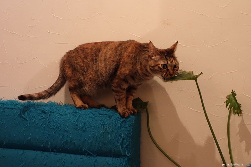 Decoding Cat Behavior: Answers to Your Most Common Questions